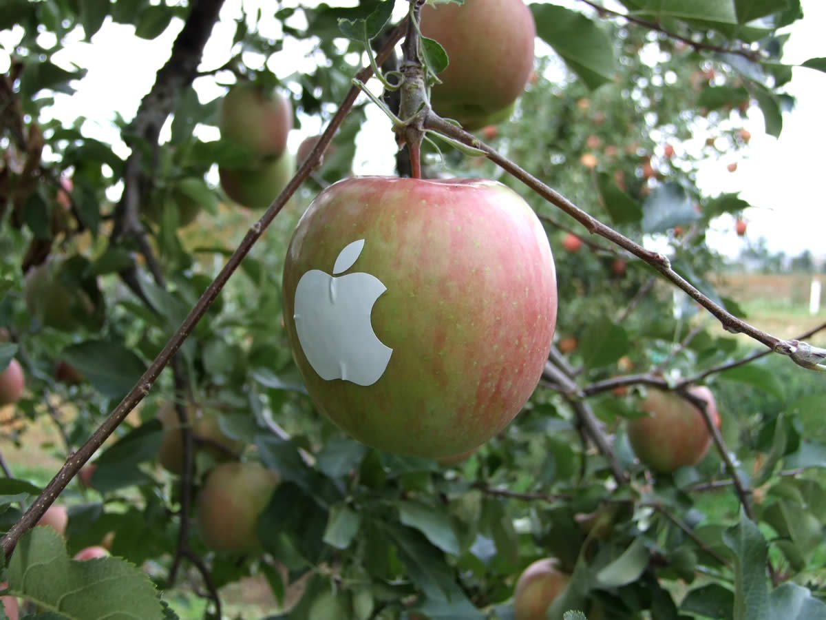 В саду где растут яблоки 2 сортов. Яблоня летняя аркад розовый. Яблоня аркад розовый. Японское яблоко. Уникальные яблоки.